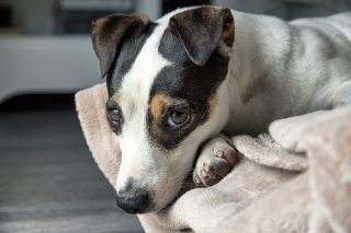 Illustration de l'article : 15 chiens aux adorables frimousses, malgré leurs bêtises et leurs pitreries