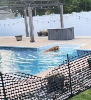 Illustration de l'article : Malgré le filet de protection, ce Golden Retriever rusé trouve toujours un moyen de plonger dans la piscine (vidéo)
