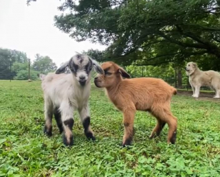 Illustration de l'article : La tendresse d'une Chienne de montagne des Pyrénées envers deux nouveaux-nés chevreaux (vidéo)