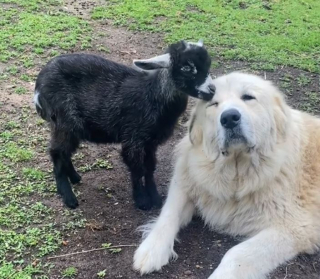 Illustration de l'article : La tendresse d'une Chienne de montagne des Pyrénées envers deux nouveaux-nés chevreaux (vidéo)