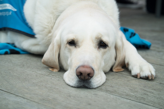 Illustration de l'article : Des chercheurs révèlent l'impact crucial des chiens d'assistance sur le bien-être des vétérans de l'armée souffrant de stress post-traumatique