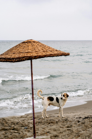 Illustration de l'article : 6 dangers pour un chien sur la plage