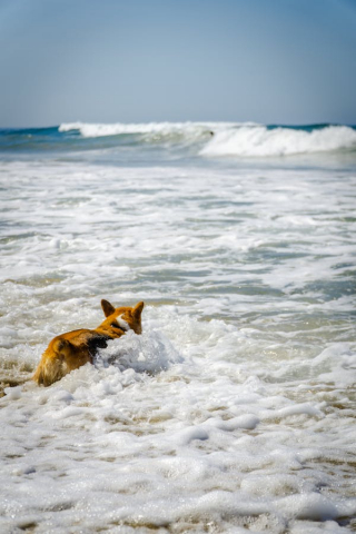 Illustration de l'article : 6 dangers pour un chien sur la plage