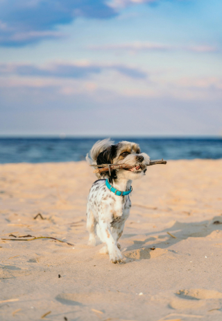 Illustration de l'article : 6 dangers pour un chien sur la plage