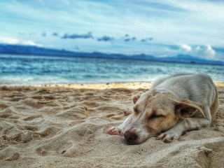 Illustration de l'article : 6 dangers pour un chien sur la plage