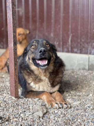 Illustration de l'article : Cette chienne en quête d'adoptants à aimer pour toujours ne peut s'empêcher de sourire à la vie, malgré son handicap (vidéo)