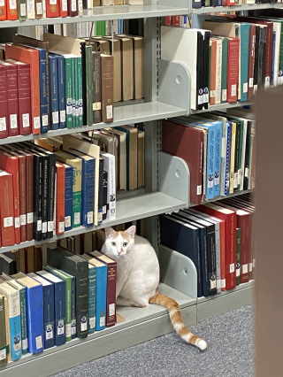 Illustration de l'article : La belle histoire de Dewey, un chaton errant malade qui est devenu la mascotte bien-aimée d’une bibliothèque publique