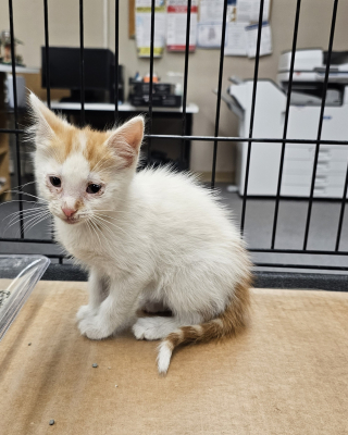 Illustration de l'article : La belle histoire de Dewey, un chaton errant malade qui est devenu la mascotte bien-aimée d’une bibliothèque publique