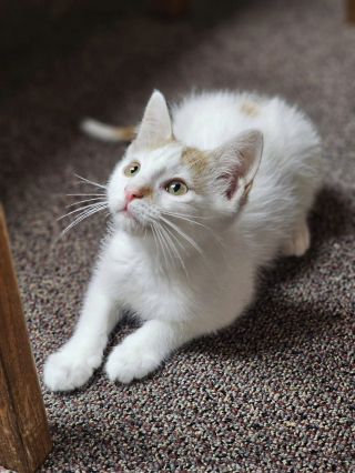 Illustration de l'article : La belle histoire de Dewey, un chaton errant malade qui est devenu la mascotte bien-aimée d’une bibliothèque publique