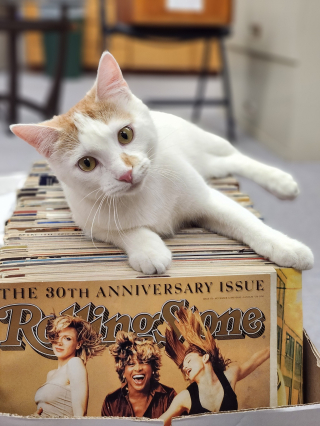 Illustration de l'article : La belle histoire de Dewey, un chaton errant malade qui est devenu la mascotte bien-aimée d’une bibliothèque publique