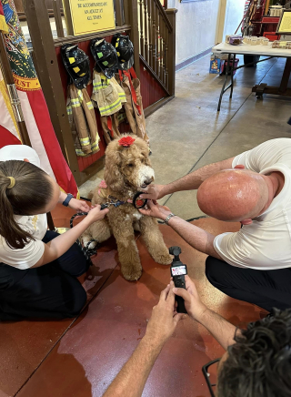 Illustration de l'article : Cette chienne de thérapie a réconforté un nombre incalculable de victimes et de pompiers a droit à une promotion bien méritée 