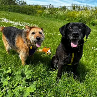 Illustration de l'article : Cette bénévole est considérée comme le « porte-bonheur » de ce refuge grâce à son engagement qui a sauvé de nombreux chiens