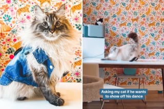 Illustration de l'article : Ce chat égaye le quotidien de sa maîtresse grâce à ses talents de danseur (vidéo)