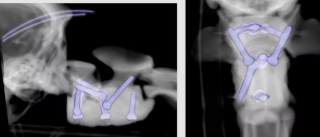 Illustration de l'article : Des vétérinaires utilisent l'impression 3D pour sauver et fixer la colonne vertébrale d'un chiot paralysé 