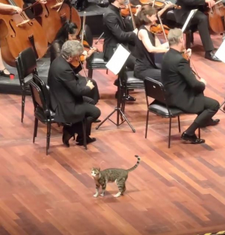 Illustration de l'article : Un chat errant vole la vedette aux musiciens lors d’un concert de musique classique (vidéo)