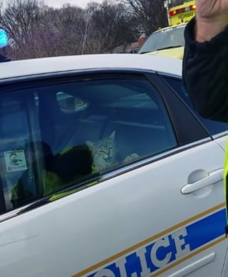 Illustration de l'article : Les images d'un chat détenu dans un véhicule de police après un accident révèlent le grand coeur des policiers (vidéo) 