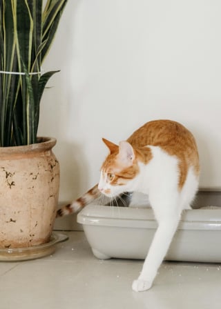 Illustration de l'article : 7 explications permettant de comprendre pourquoi un chat boude sa litière alors que celle-ci est propre