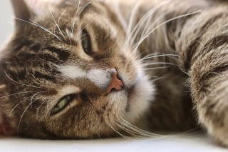 Illustration de l'article : 7 explications permettant de comprendre pourquoi un chat boude sa litière alors que celle-ci est propre