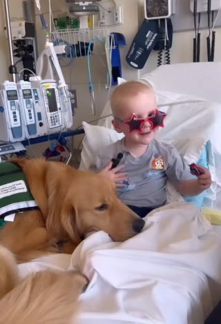 Illustration de l'article : Un enfant de 2 ans atteint d’un cancer retrouve le sourire lorsque son meilleur ami canin lui rend visite à l’hôpital (vidéo)