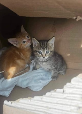 Illustration de l'article : Un enfant héros sauve 2 chatons abandonnés et enfermés dans un carton