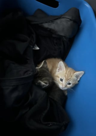 Illustration de l'article : Un enfant héros sauve 2 chatons abandonnés et enfermés dans un carton