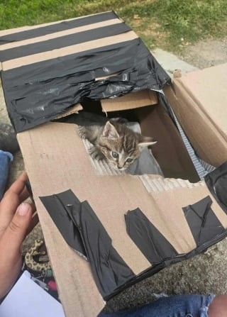 Illustration de l'article : Un enfant héros sauve 2 chatons abandonnés et enfermés dans un carton