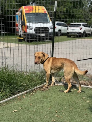 Illustration de l'article : Une chienne décide d'ouvrir son coeur à une nouvelle famille après avoir surmonté un acte de maltraitance avec une camionnette