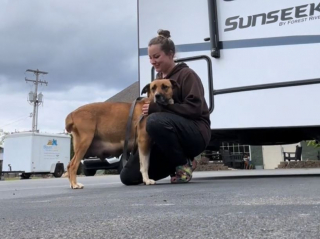 Illustration de l'article : Après avoir secouru une chienne en détresse et ses 3 chiots lors d'une promenade en montagne, une femme livre un message sensibilisateur (vidéo)