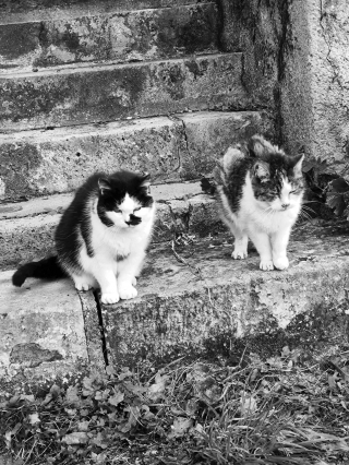 Illustration de l'article : Ce chat senior protège et veille sur sa compagne malvoyante avec laquelle il a vécu 17 ans dans la rue, malgré sa maladie (vidéo)