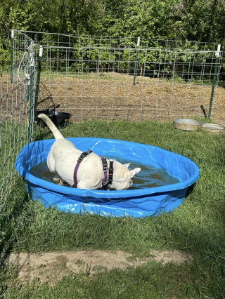 Illustration de l'article : Une chienne sourde séduit les visiteurs en plongeant dans une fontaine lors d'un événement d'adoption