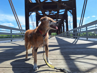 Illustration de l'article : Un homme parcourt tous les ponts de la région avec sa chienne de 18 ans pour lui offrir ses derniers moments préférés
