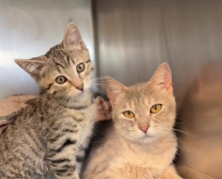 Illustration de l'article : Ce refuge implore une famille pour ce chaton chaton et sa mère inséparables (vidéo)