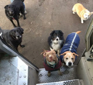 Illustration de l'article : 14 photos prouvant le lien spécial que les chiens peuvent avoir avec les livreurs