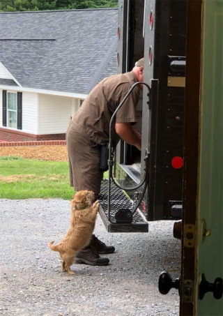 Illustration de l'article : 14 photos prouvant le lien spécial que les chiens peuvent avoir avec les livreurs