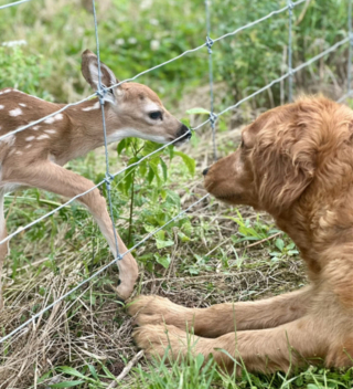 Illustration de l'article : Une chienne surprend sa famille en rentrant joyeusement de sa balade en forêt avec son nouvel ami faon (vidéo)