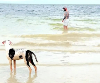 Illustration de l'article : Une chienne errante vient à la rencontre d'un couple de touristes à la plage et décide de s'offrir une nouvelle vie à ses côtés