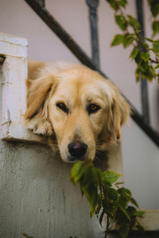 Illustration de l'article : 10 indices montrant que votre chien se sent négligé