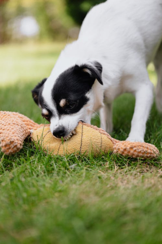 Illustration de l'article : 10 indices montrant que votre chien se sent négligé