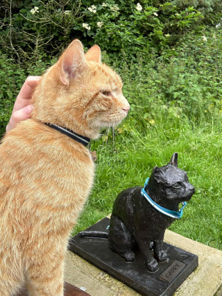 Illustration de l'article : Ce chat roux adore visiter le mémorial d’un célèbre félin de sa ville et assure sans le savoir sa relève