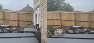 Illustration de l'article : La tentative ratée d'une femme pour empêcher son chat roux de s'échapper avec une clôture inclinée (vidéo)