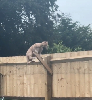 Illustration de l'article : La tentative ratée d'une femme pour empêcher son chat roux de s'échapper avec une clôture inclinée (vidéo)