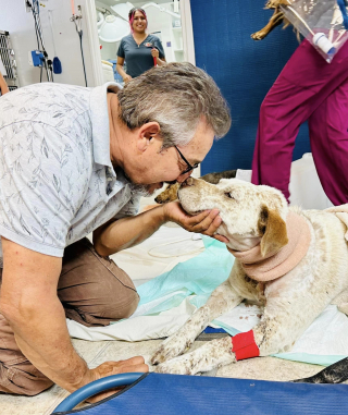 Illustration de l'article : Ce chien courageux n’a pas hésité à mettre sa vie en péril pour sauver sa famille face à un intrus armé