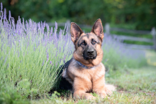 Illustration de l'article : 20 photos de chiens sublimées dans des champs de lavande