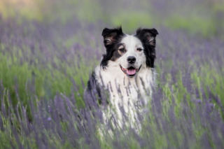 Illustration de l'article : 20 photos de chiens sublimées dans des champs de lavande