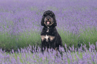 Illustration de l'article : 20 photos de chiens sublimées dans des champs de lavande