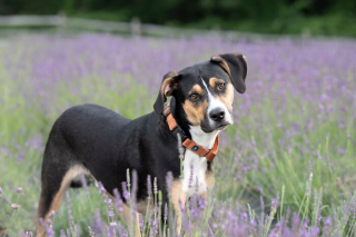 Illustration de l'article : 20 photos de chiens sublimées dans des champs de lavande