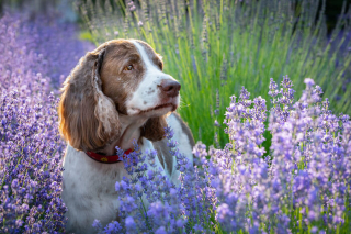 Illustration de l'article : 20 photos de chiens sublimées dans des champs de lavande