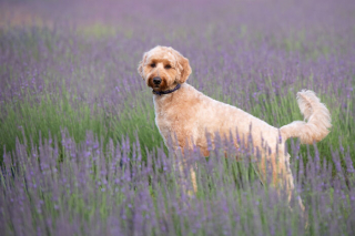 Illustration de l'article : 20 photos de chiens sublimées dans des champs de lavande