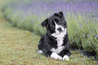 Illustration de l'article : 20 photos de chiens sublimées dans des champs de lavande