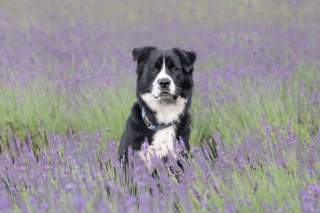 Illustration de l'article : 20 photos de chiens sublimées dans des champs de lavande